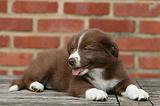 BORDER COLLIE 1273